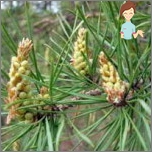 Broth of pine kidney from cough in children