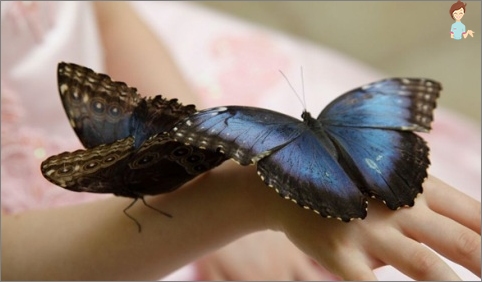 Negocio para amas de casa - Cría de mariposas