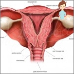 Die besten Möglichkeiten, Endometrium zu erhöhen