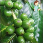 Grüner Abnehmen von Kaffee