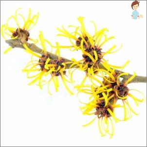 Gamamelis