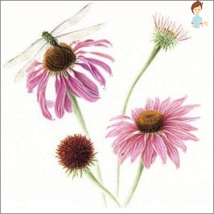 Echinacea