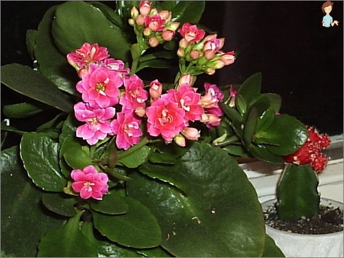 Blumen Kalanchoe