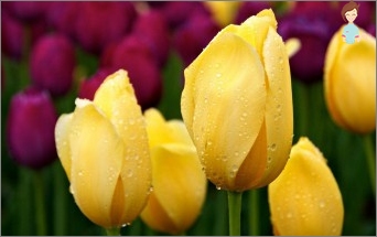 What can a yellow tulip tell about?