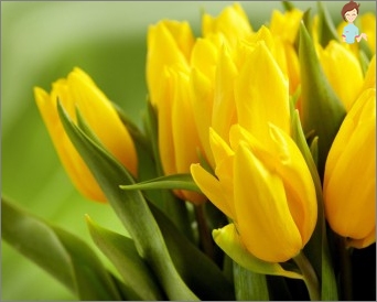 What can a yellow tulip tell about?