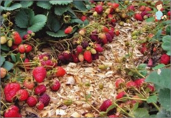 How to mulch strawberries in autumn and spring?