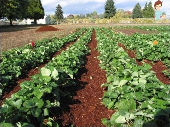 How to mulch strawberries in autumn and spring?