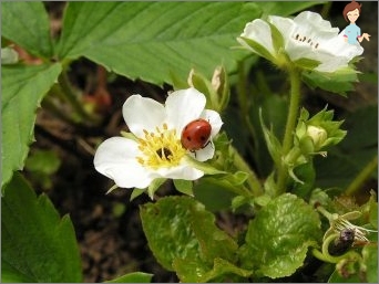 How to mulch strawberries in autumn and spring?