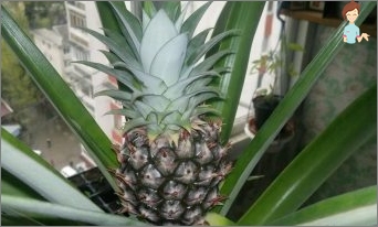 Jak pěstovat ananas doma? Užitečné doporučení pro pěstování tropického ovoce