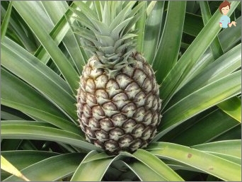 Jak pěstovat ananas doma? Užitečné doporučení pro pěstování tropického ovoce