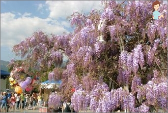 Jak provést správné přistání a péči o čínský glycine?