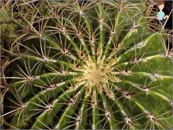 Cacti od nás doma: Tipy na péči o pichlavého hezkého