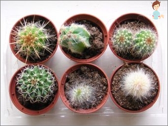 Cacti od nás doma: Tipy na péči o pichlavého hezkého