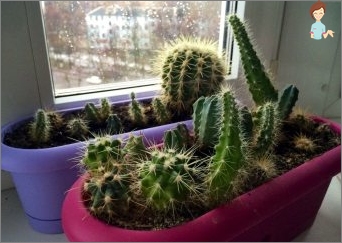 Cacti od nás doma: Tipy na péči o pichlavého hezkého