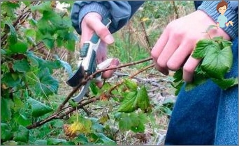 Zorg voor verwijderbare frambozen en herfst trimmen