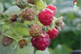 Zorg voor verwijderbare frambozen en herfst trimmen