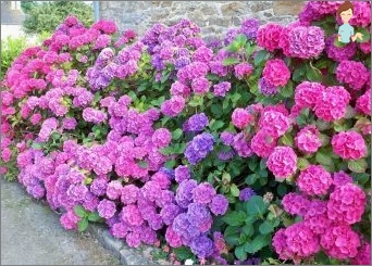 Hydrangea: Vše o opuštění této květiny