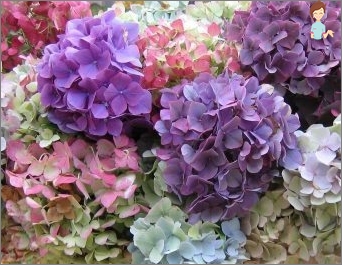 Hydrangea: Vše o opuštění této květiny