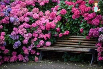 Hydrangea: Vše o opuštění této květiny