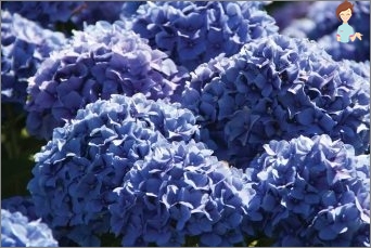 Hydrangea: Vše o opuštění této květiny