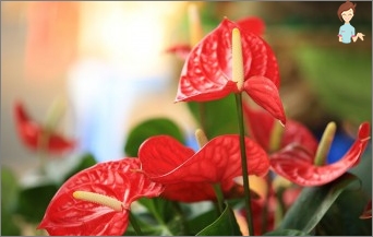 Anthurium: Hodnota, péče, užitečné tipy