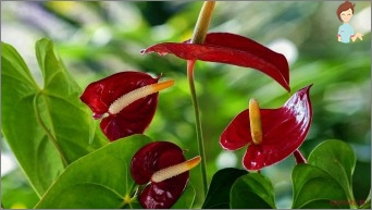 Anthurium: Hodnota, péče, užitečné tipy