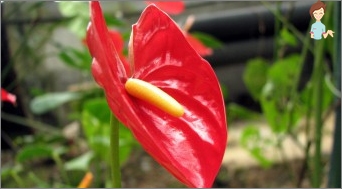 Anthurium: Hodnota, péče, užitečné tipy