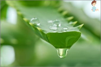 Aloe tinktura na alkoholu, cagra a med - recept na vaření