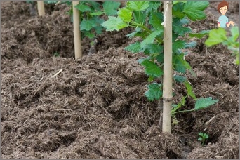 Pravidla péče o gooseberry