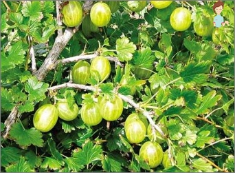 Pravidla péče o gooseberry