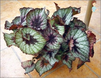 Chováme Begonia