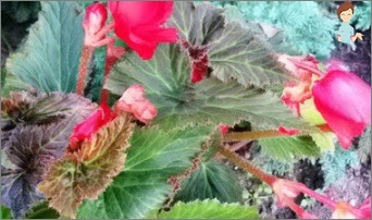 Chováme Begonia