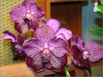 Orchidej wanda - rysy pěstování a péče