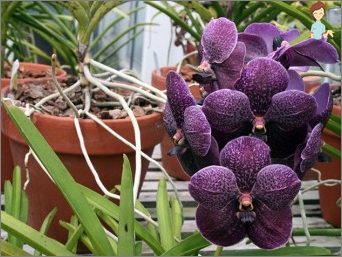 Orchidej wanda - rysy pěstování a péče