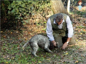 Houby lanýž doma: tajemství pěstování