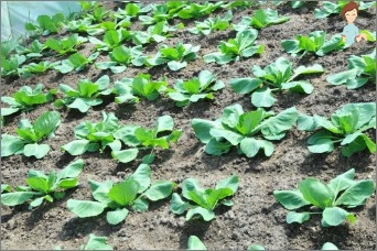 Grow cauliflower - how to put it with seeds, and when to plant seedlings in open ground