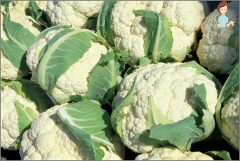 Grow cauliflower - how to put it with seeds, and when to plant seedlings in open ground