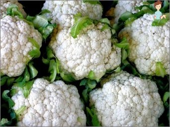 Grow cauliflower - how to put it with seeds, and when to plant seedlings in open ground