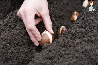 Jak správně udržet žárovky tulipánů, aby se přestěhovali na jaře-podzim?