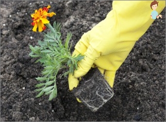 Tips voor bloemen Hoe fluwels in de buitengrond te planten