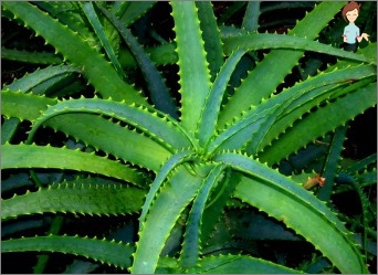 Aloe Vera: Jak se o něj starat