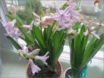 Pěstovat ruce beauty-hyacinth!