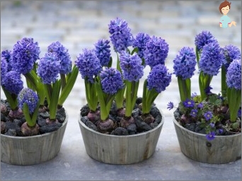 Pěstovat ruce beauty-hyacinth!