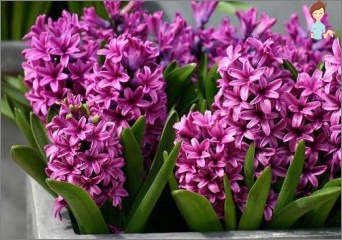 Pěstovat ruce beauty-hyacinth!