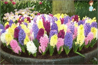 Pěstovat ruce beauty-hyacinth!