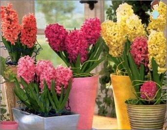 Pěstovat ruce beauty-hyacinth!