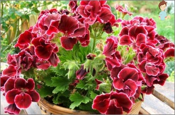 Pelargonia: Jak se starat o květinu?