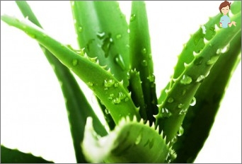 Aloe Vera: Jak se o něj starat