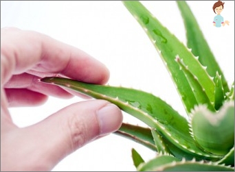 Aloe Vera: Jak se o něj starat