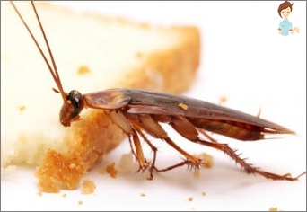 What means will help destroy cockroaches?